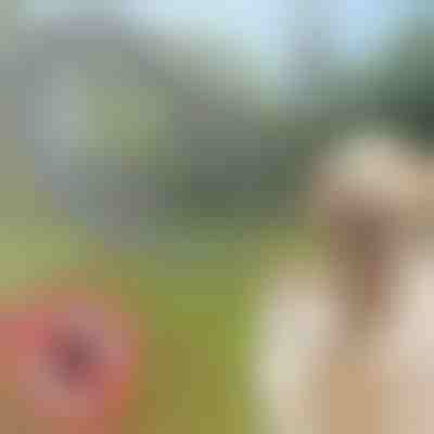 Un guler care respinge căpușele și puricii pentru câini și pisici | PETPROTECT