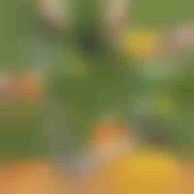 Feliator de ananas | ANANASS