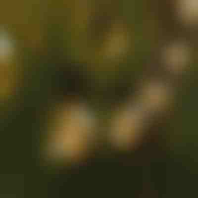 Instalație cu becuri LED | YARDBULBS